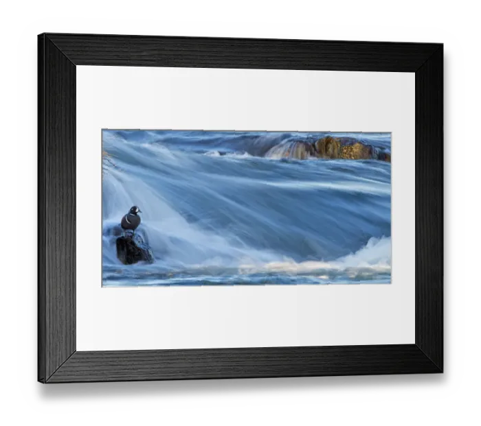 Framed Print : Harlequin duck (Histrionicus histrionicus) portrait of male stood motionless on exposed rock Framed Print : Harlequin duck (Histrionicus histrionicus) portrait of male stood motionless on exposed rock