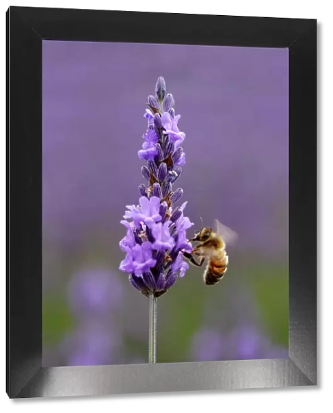 Honey bee (Apis mellifera) feeding from Lavender (Lavandula) flowers, Mayfield Lavender Farm