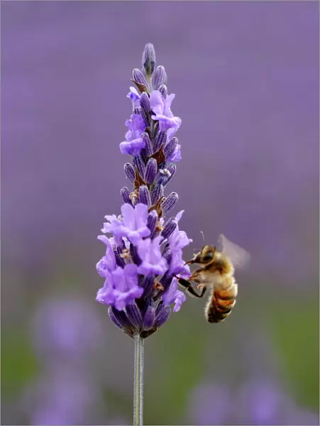 Honey bee (Apis mellifera) feeding from Lavender (Lavandula) flowers, Mayfield Lavender Farm