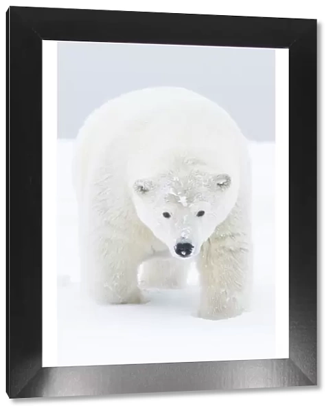 Polar bear (Ursus maritimus) portrait of curious young male, covered in snow