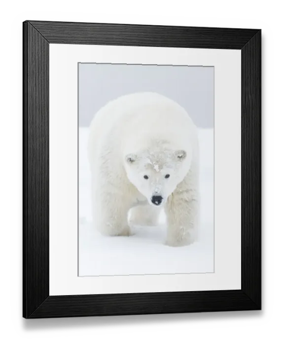 Framed Print : Polar bear (Ursus maritimus) portrait of curious young male, covered in snow Framed Print : Polar bear (Ursus maritimus) portrait of curious young male, covered in snow