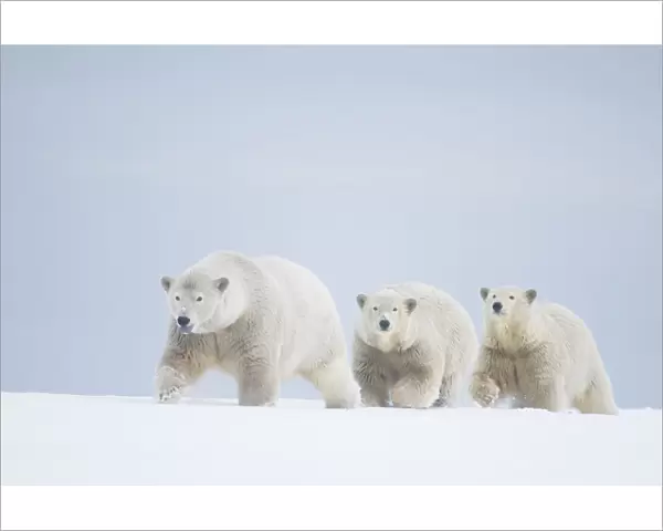 Polar bears (Ursus maritimus) female with cubs aged two years travelling along a