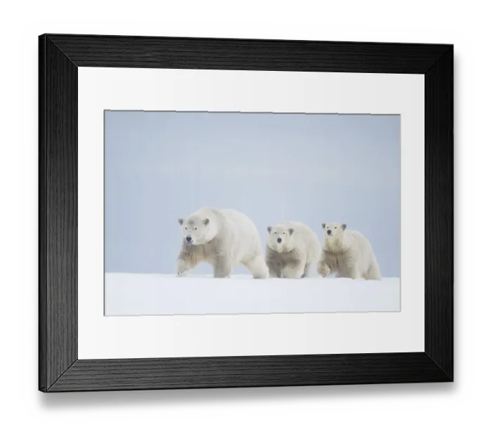 Framed Print : Polar bears (Ursus maritimus) female with cubs aged two years travelling along a