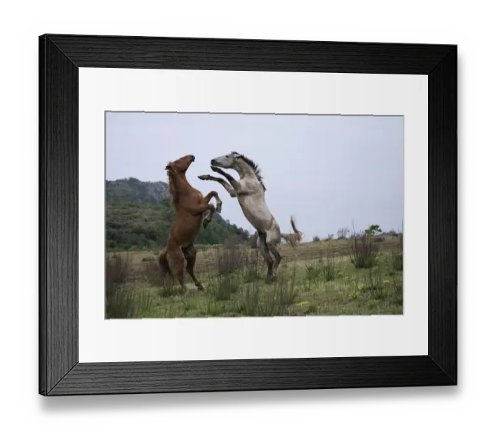 Framed Print : Feral domestic horses (Equus caballus) wild herd stallion (grey) fighting a bachelor Framed Print : Feral domestic horses (Equus caballus) wild herd stallion (grey) fighting a bachelor