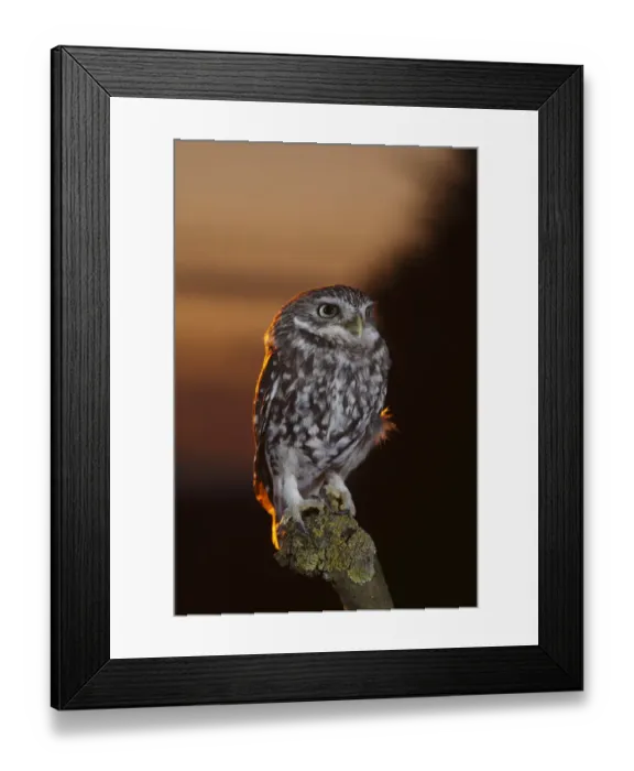 Framed Print : Little owl (Athene noctua) perched on post at dusk, Carmarthenshire, Wales, UK, Captive Framed Print : Little owl (Athene noctua) perched on post at dusk, Carmarthenshire, Wales, UK, Captive