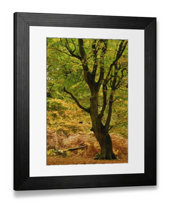 Framed Print : Mature Beech tree (Fagus sylvatica) with leaves in autumn colours, Mark Ash Wood Framed Print : Mature Beech tree (Fagus sylvatica) with leaves in autumn colours, Mark Ash Wood