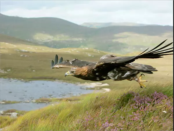 Golden eagle (Aquila chrysaetos) adult female taking off, flying over mountain landscape