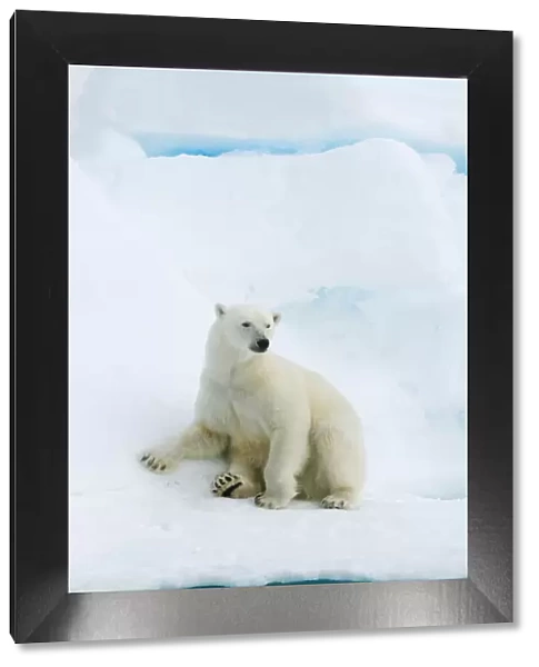 Polar bear (Ursus maritimus) resting on pack ice, Svalbard, Arctic Norway, vulnerable