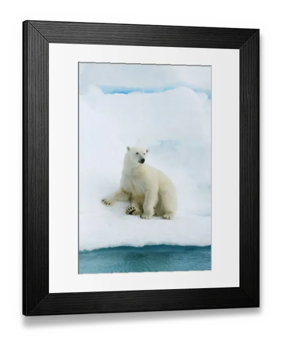 Framed Print : Polar bear (Ursus maritimus) resting on pack ice, Svalbard, Arctic Norway, vulnerable Framed Print : Polar bear (Ursus maritimus) resting on pack ice, Svalbard, Arctic Norway, vulnerable