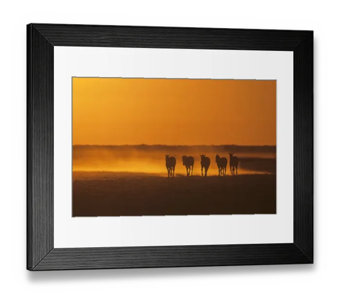 Framed Print : Burchells Zebra (Equus quagga burchellii) herd walking towards waterhole in the late afternoon Framed Print : Burchells Zebra (Equus quagga burchellii) herd walking towards waterhole in the late afternoon