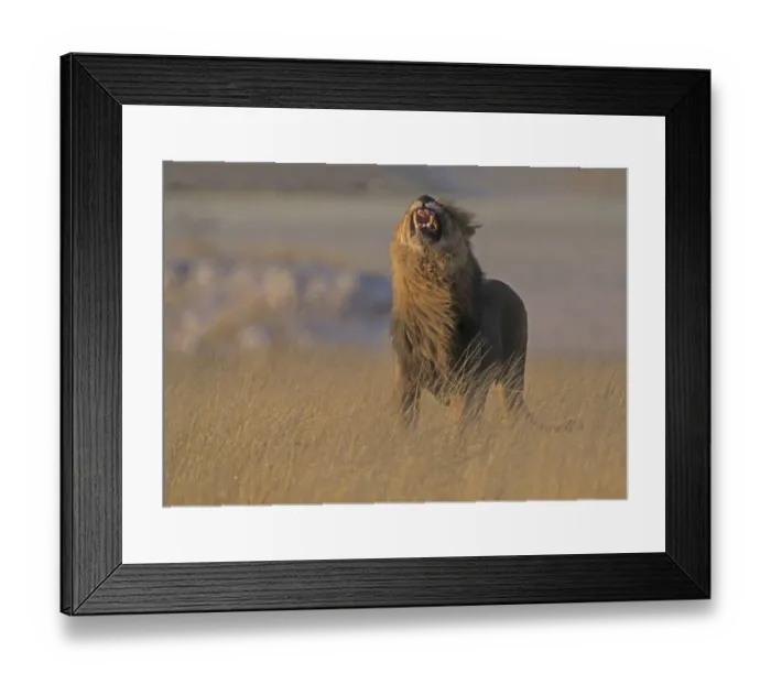 Framed Print : African lion (Panthero leo) male giving flehmen grimace, Tanzania, East Africa Framed Print : African lion (Panthero leo) male giving flehmen grimace, Tanzania, East Africa