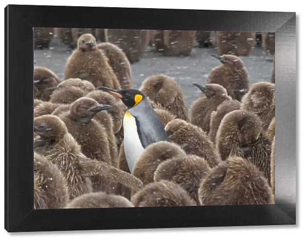 King Penguin (Aptenodytes patagonicus) adult surrounded by huddled chicks, riding