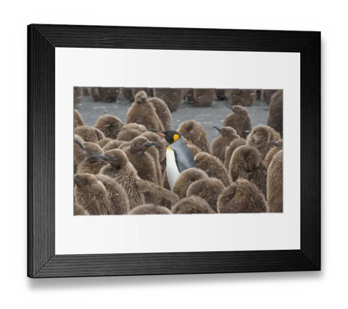 Framed Print : King Penguin (Aptenodytes patagonicus) adult surrounded by huddled chicks, riding Framed Print : King Penguin (Aptenodytes patagonicus) adult surrounded by huddled chicks, riding