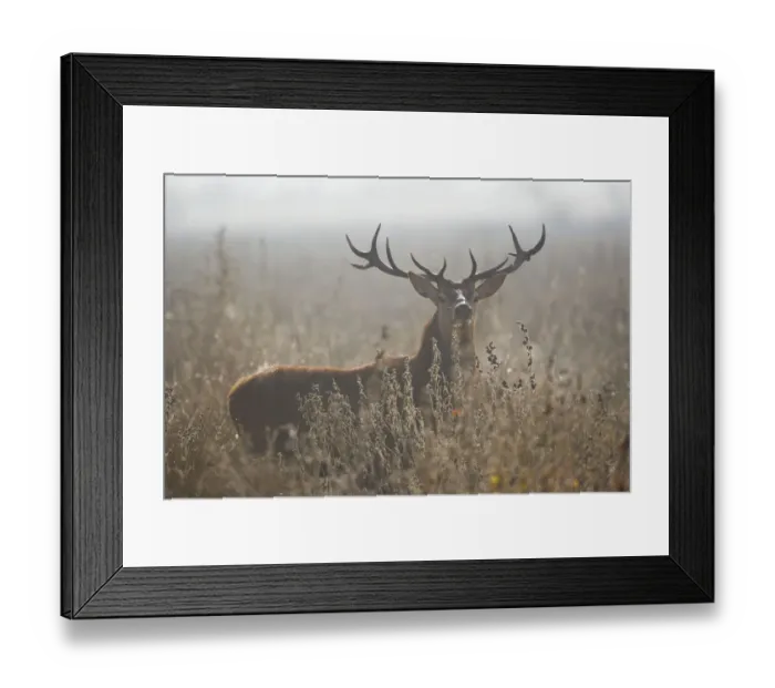 Framed Print : Red deer (Cervus elaphus) stag amongst winter vegetation, Salburua Park, Alava, Spain Framed Print : Red deer (Cervus elaphus) stag amongst winter vegetation, Salburua Park, Alava, Spain