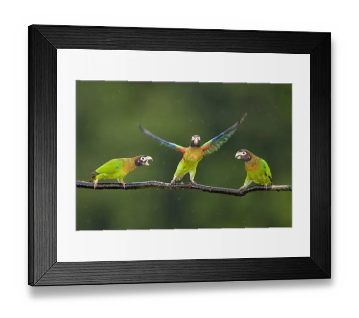 Framed Print : Three Brown-hooded Parrots (Pyrilia haematotis) one taking off from branch, in Framed Print : Three Brown-hooded Parrots (Pyrilia haematotis) one taking off from branch, in