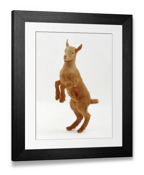 Framed Print : Pygmy x Golden Guernsey female goat kid, standing on hind legs Framed Print : Pygmy x Golden Guernsey female goat kid, standing on hind legs