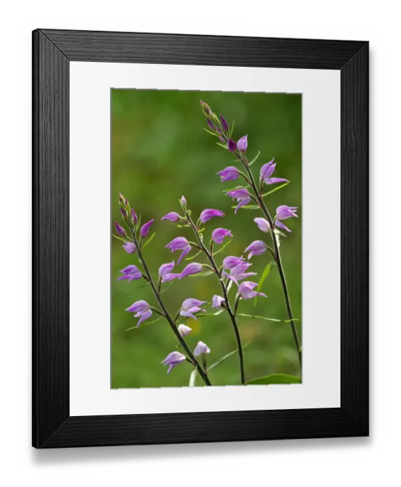 Framed Print : Red helleborine (Cephalanthera rubra) in flower, Lorraine, France, June Framed Print : Red helleborine (Cephalanthera rubra) in flower, Lorraine, France, June