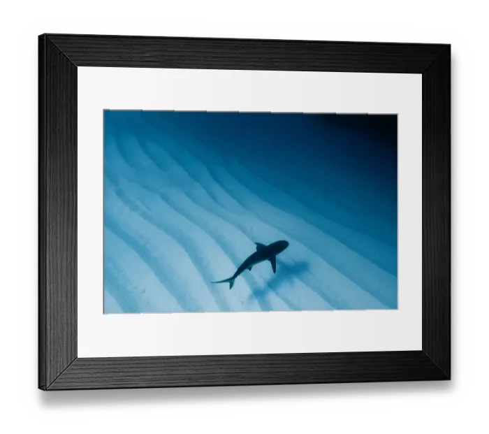 Framed Print : Caribbean reef shark (Carcharhinus perezi) over sand ripples, Walkers Cay, Bahamas Framed Print : Caribbean reef shark (Carcharhinus perezi) over sand ripples, Walkers Cay, Bahamas