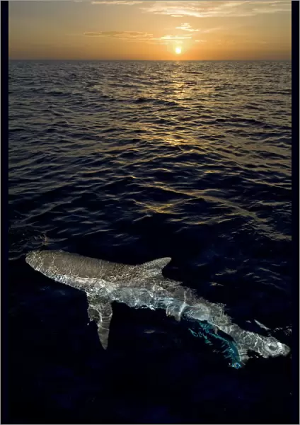 Caribbean reef shark (Carcharhinus perezi) at the surface at sunset. Grand Bahama