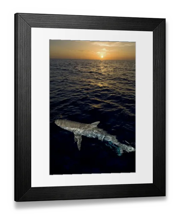 Framed Print : Caribbean reef shark (Carcharhinus perezi) at the surface at sunset. Grand Bahama Framed Print : Caribbean reef shark (Carcharhinus perezi) at the surface at sunset. Grand Bahama