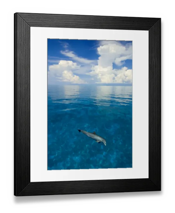 Framed Print : Bottlenose dolphin (Tursiops truncatus) in shallow water over a sand bank. Sandy Ridge Framed Print : Bottlenose dolphin (Tursiops truncatus) in shallow water over a sand bank. Sandy Ridge