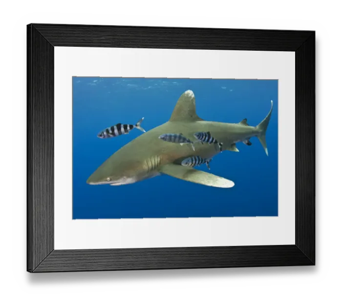 Framed Print : Oceanic whitetip shark (Carcharhinus longimanus) with Pilot fish (Naucrates ductor) Framed Print : Oceanic whitetip shark (Carcharhinus longimanus) with Pilot fish (Naucrates ductor)