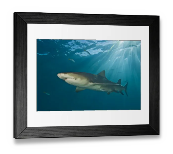 Framed Print : Lemon shark (Negaprion brevirostris) under sun rays. Little Bahama Bank, Bahamas Framed Print : Lemon shark (Negaprion brevirostris) under sun rays. Little Bahama Bank, Bahamas