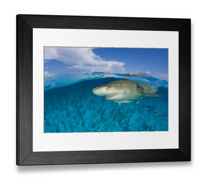 Framed Print : Lemon shark (Negaprion brevirostris) in shallow water at the surface, split level Framed Print : Lemon shark (Negaprion brevirostris) in shallow water at the surface, split level