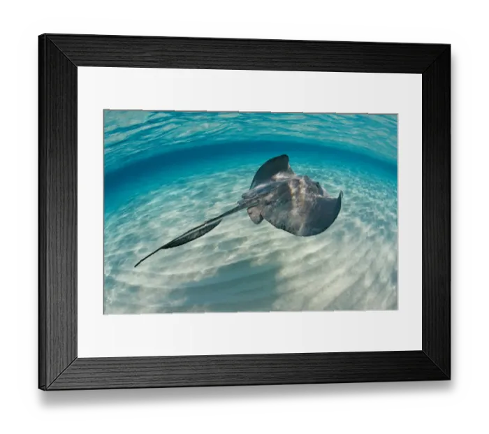 Framed Print : Southern stingray (Hypanus americanus) swimming over sand ripples on sand bar, Grand Cayman Framed Print : Southern stingray (Hypanus americanus) swimming over sand ripples on sand bar, Grand Cayman
