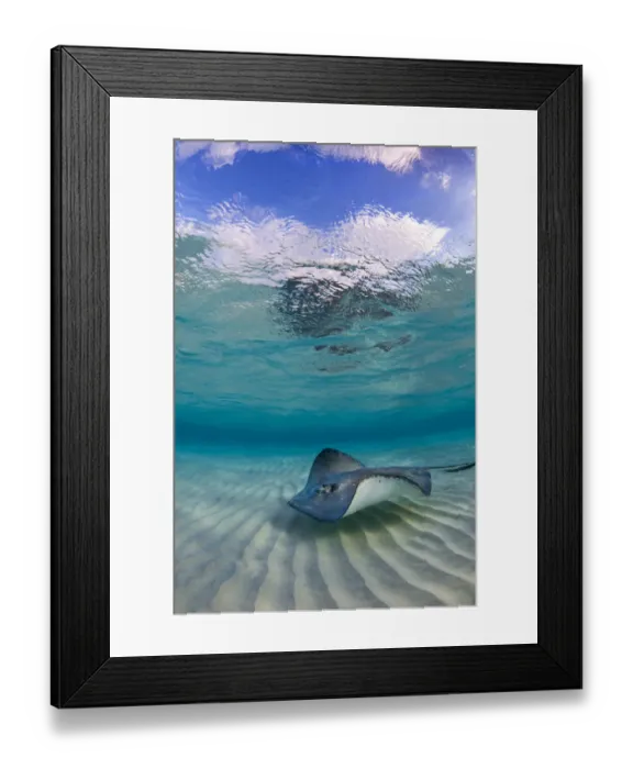 Framed Print : Southern stingray (Hypanus americanus) swimming over ripples on sandbar, Grand Cayman Framed Print : Southern stingray (Hypanus americanus) swimming over ripples on sandbar, Grand Cayman