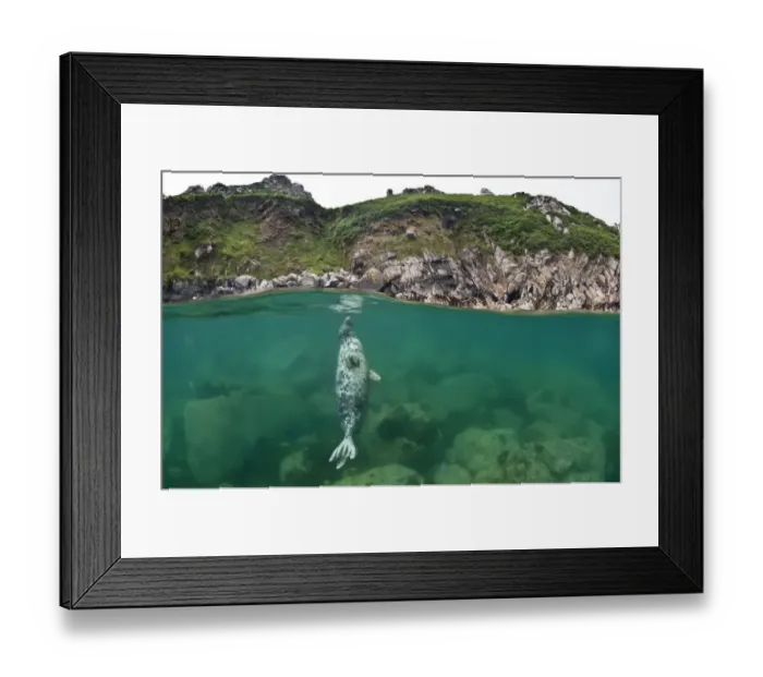 Framed Print : Atlantic grey seal (Halichoerus grypus) resting vertical beneath the surface, Lundy Island Framed Print : Atlantic grey seal (Halichoerus grypus) resting vertical beneath the surface, Lundy Island