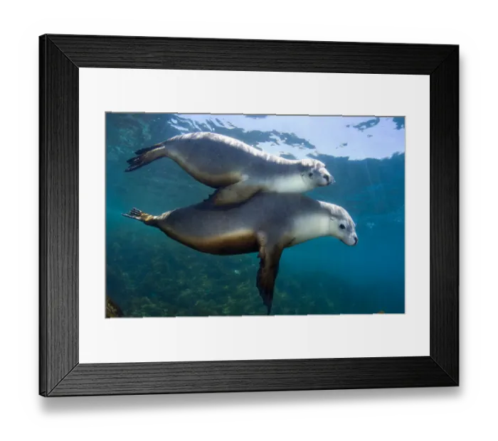 Framed Print : A pair of Australian Sea Lions (Neophoca cinerea) socialising in the shallows. Kangaroo Island Framed Print : A pair of Australian Sea Lions (Neophoca cinerea) socialising in the shallows. Kangaroo Island