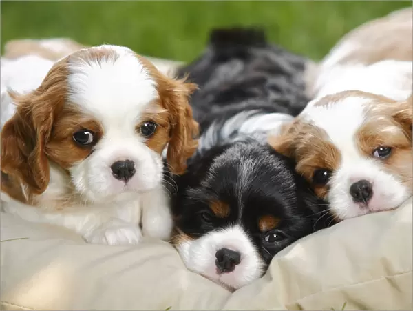 Cavalier King Charles Spaniel, three puppies resting on cushion bed, blenheim and tricolour