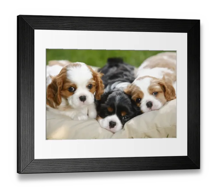 Framed Print : Cavalier King Charles Spaniel, three puppies resting on cushion bed, blenheim and tricolour