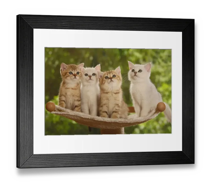 Framed Print : Four British Shorthair kittens, two silver-shaded and two golden-mackerel-tabby Framed Print : Four British Shorthair kittens, two silver-shaded and two golden-mackerel-tabby