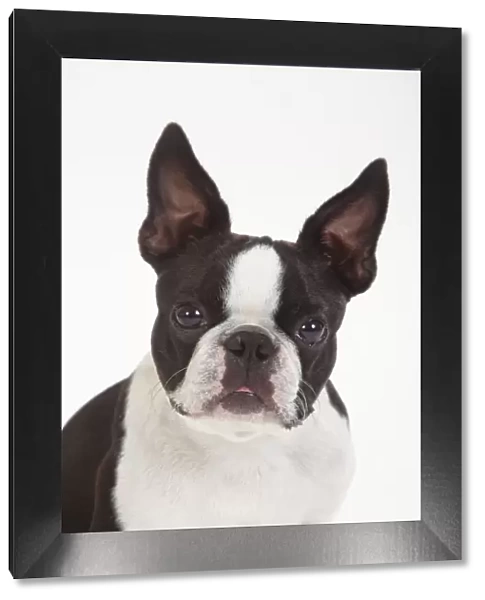 Boston Terrier, head portrait of male