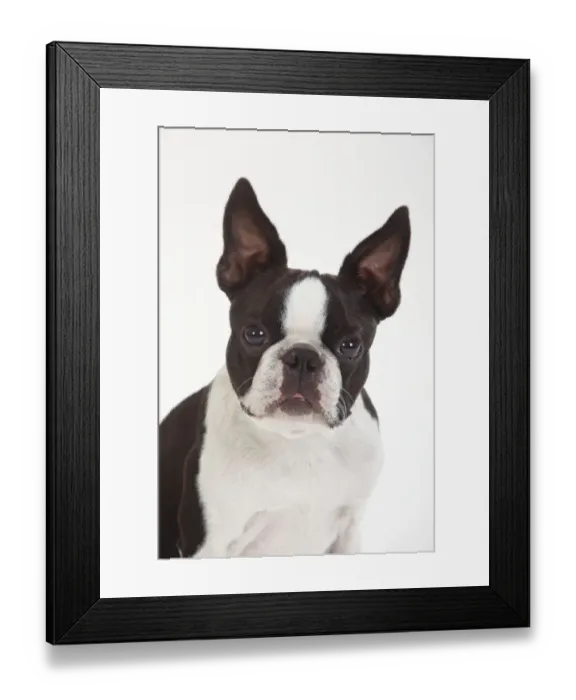 Framed Print : Boston Terrier, head portrait of male Framed Print : Boston Terrier, head portrait of male