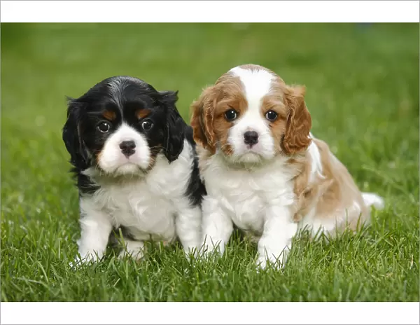 Cavalier King Charles Spaniel, two puppies on grass, blenheim and tricolour, 5 weeks