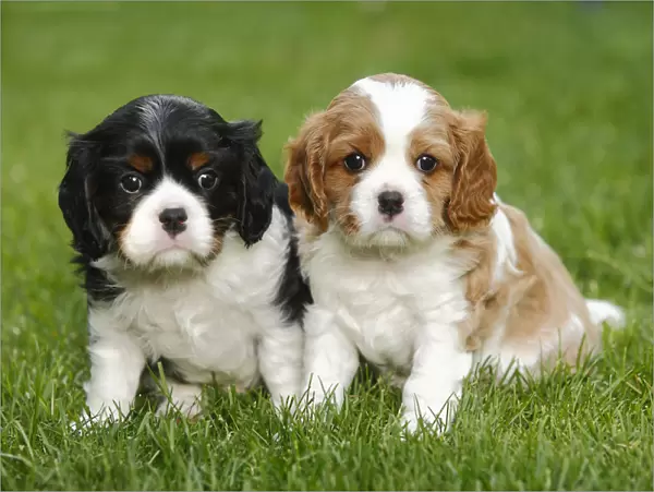 Cavalier King Charles Spaniel, two puppies on grass, blenheim and tricolour, 5 weeks