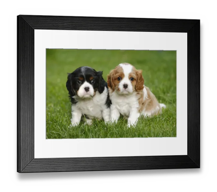 Framed Print : Cavalier King Charles Spaniel, two puppies on grass, blenheim and tricolour, 5 weeks Framed Print : Cavalier King Charles Spaniel, two puppies on grass, blenheim and tricolour, 5 weeks