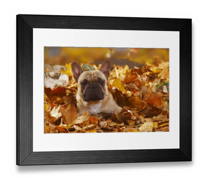 Framed Print : French Bulldog, portrait lying in autumn foliage Framed Print : French Bulldog, portrait lying in autumn foliage