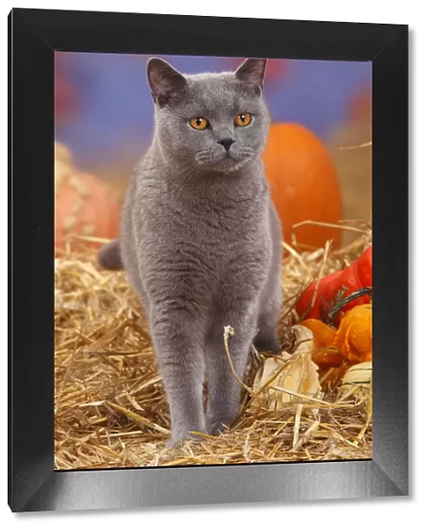British Shorthair tomcat, blue coated, portrait standing in straw with Pumpkins  /  Squash