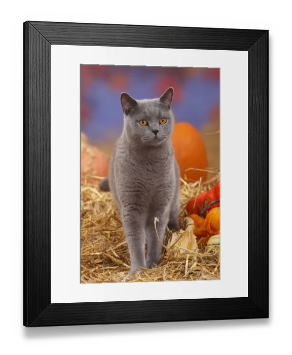 Framed Print : British Shorthair tomcat, blue coated, portrait standing in straw with Pumpkins  /  Squash