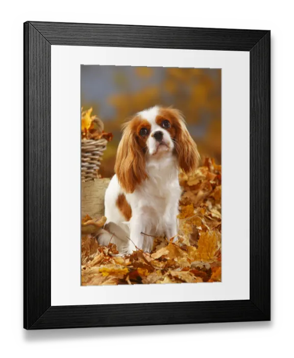 Framed Print : Cavalier King Charles Spaniel, blenheim coated, head portrait, sitting in autumn foliage