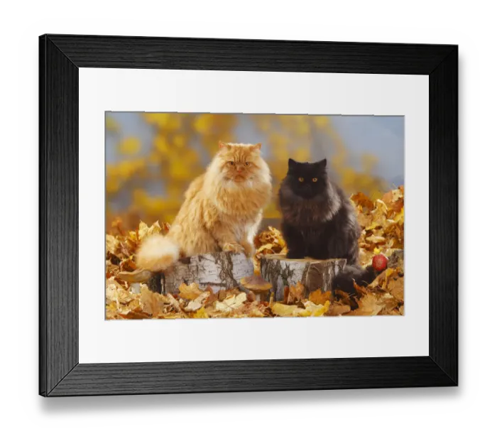 Framed Print : British Longhair Cats, tomcats, black and red coated (Highlander, Lowlander, Britannica) Framed Print : British Longhair Cats, tomcats, black and red coated (Highlander, Lowlander, Britannica)