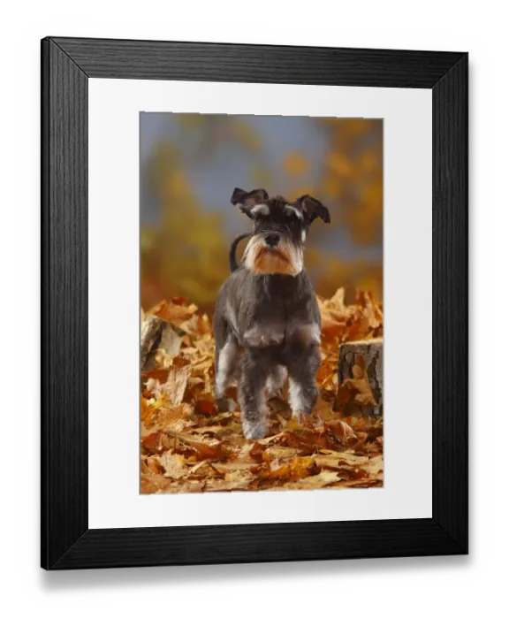 Framed Print : Miniature Schnauzer, black-silver coated, standing in autumn foliage Framed Print : Miniature Schnauzer, black-silver coated, standing in autumn foliage