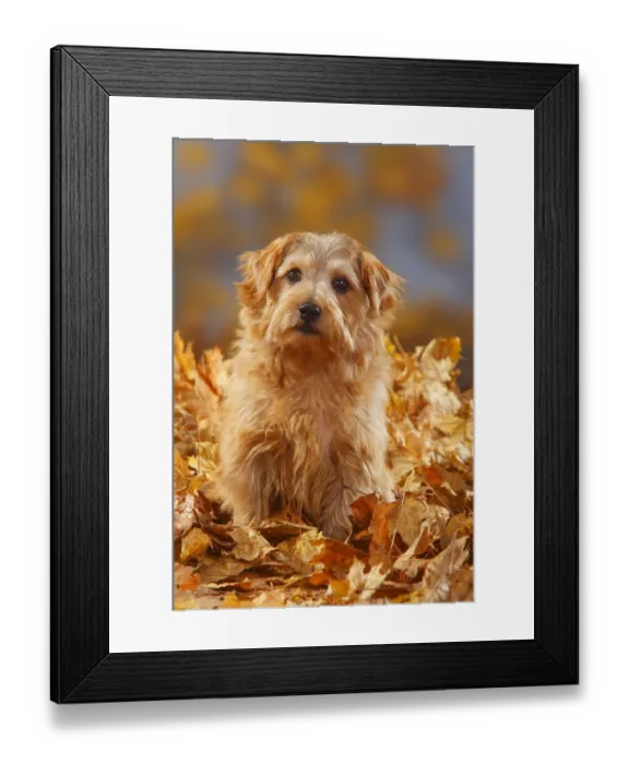 Framed Print : Norfolk Terrier portrait sitting in autumn foliage Framed Print : Norfolk Terrier portrait sitting in autumn foliage