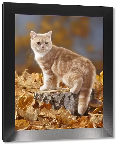 British Shorthair Cat, cream-white coated kitten aged 5 months, standing on log with
