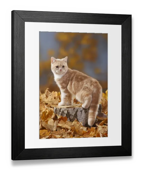 Framed Print : British Shorthair Cat, cream-white coated kitten aged 5 months, standing on log with Framed Print : British Shorthair Cat, cream-white coated kitten aged 5 months, standing on log with