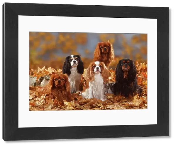 Five Cavalier King Charles Spaniel sitting, black-and-tan, tricolour, blenheim and ruby coated